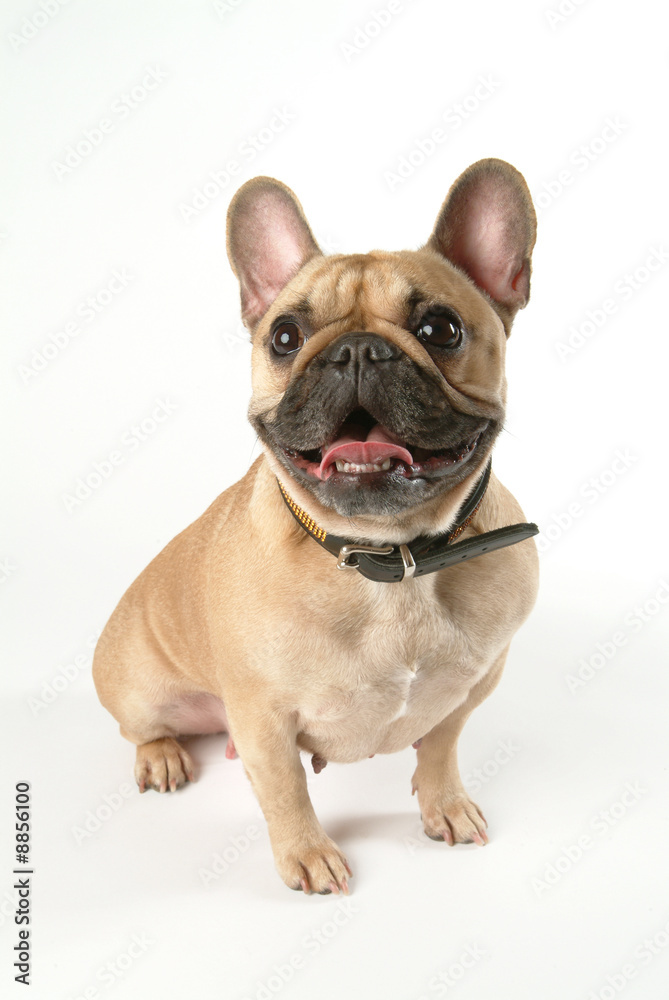 Chien Bouledogue français assis