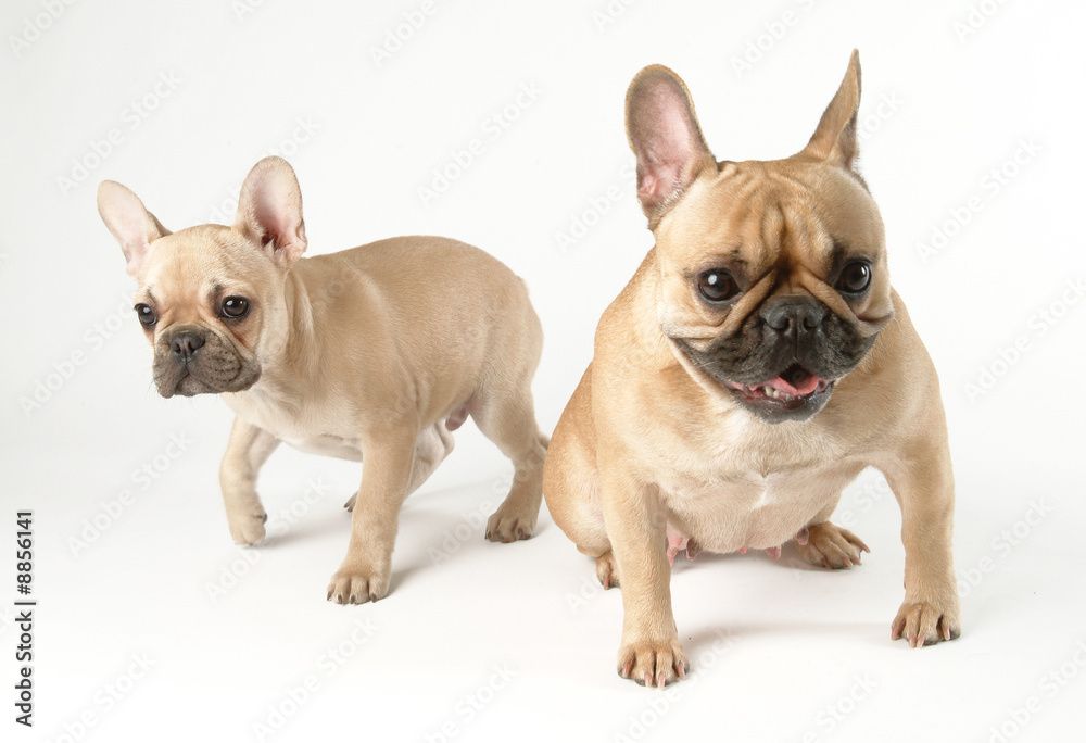 Chienne et chiot Bouledogue français ensemble Chienne et chiot Bouledogue français ensemble