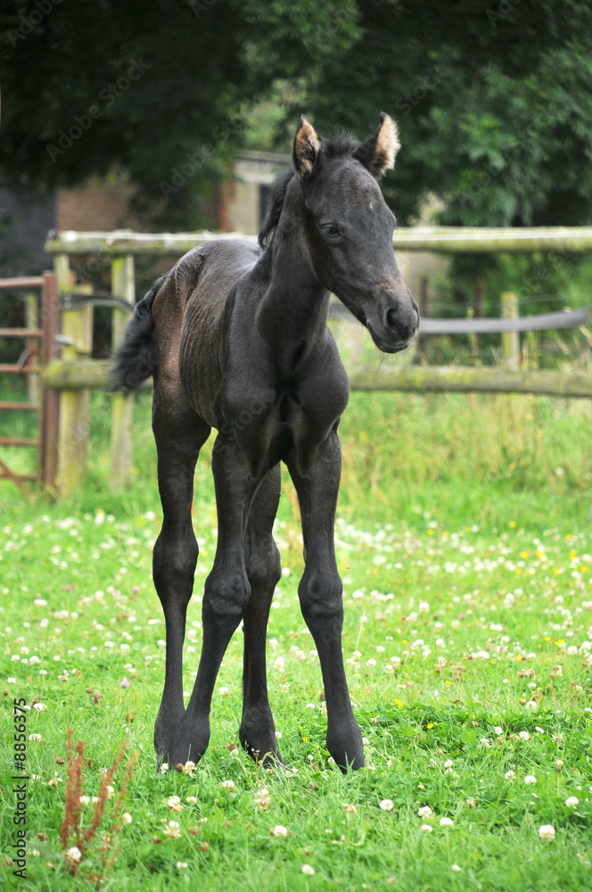 A one day old foal standing in paddock A one day old foal standing in paddock
