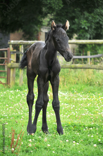 A one day old foal standing in paddock © russell witherington