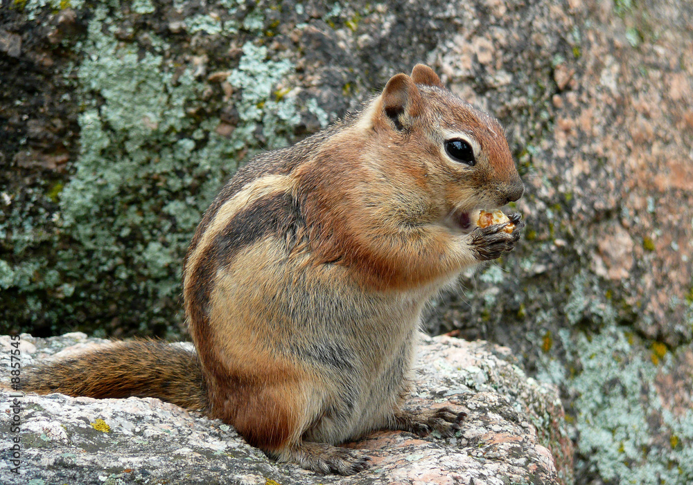 Chipmunk Chipmunk