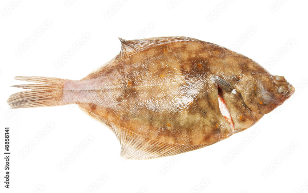 Whoole plaice flat fish on a white background