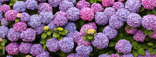 Fényképezés hortensias