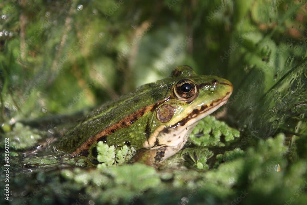 Fototapeta premium frosch