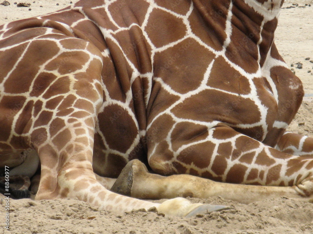 Obraz premium girafe