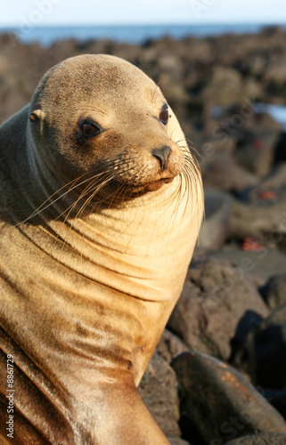 Sea Lion on the Volcanic Rocks of the Galapagos Islands