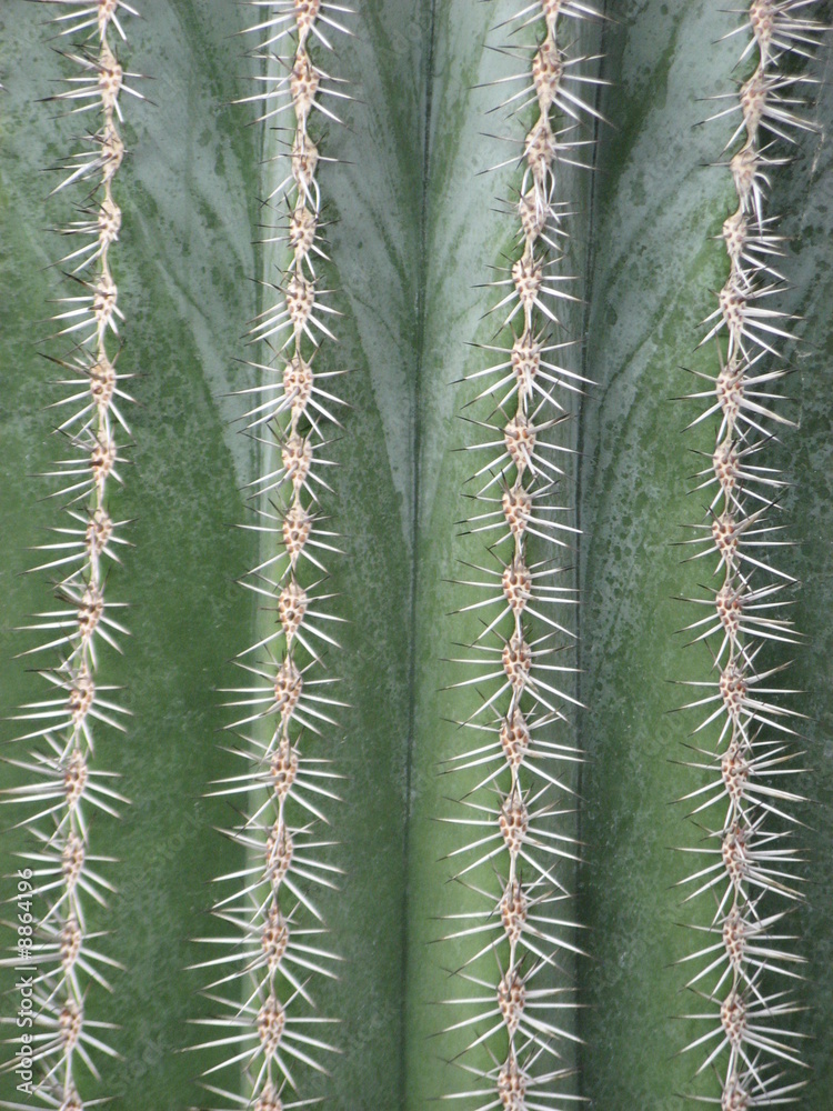 cactus cactus