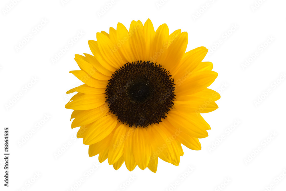 Fototapeta premium Tournesol détouré