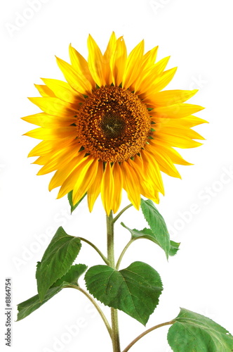 A Sunflower isolated on a white background.