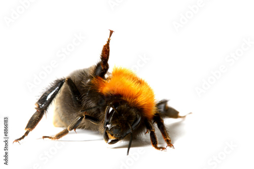 dance aerobic bumble bee isolated on white background © yellowj