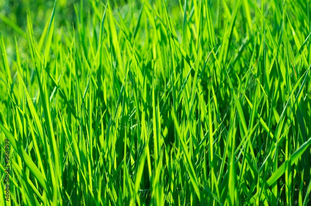 Obraz premium Vibrant green grass background