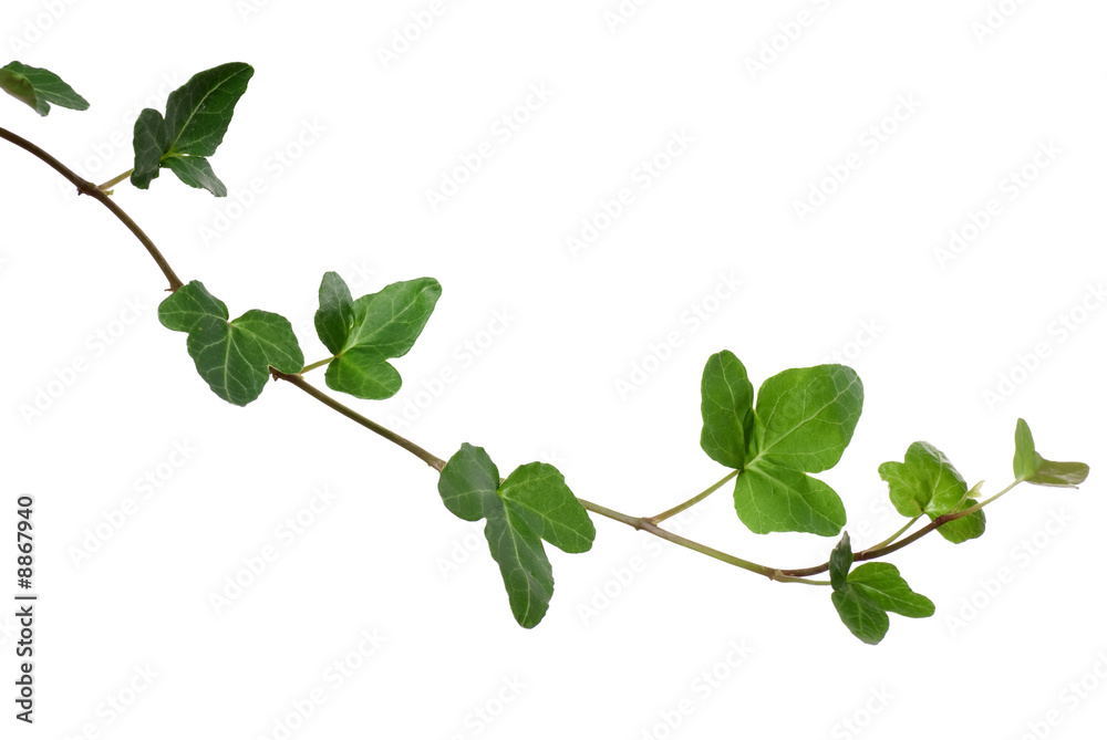 Ivy Ivy