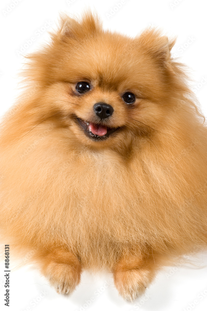 Spitz-dog in studio on a neutral background Spitz-dog in studio on a neutral background