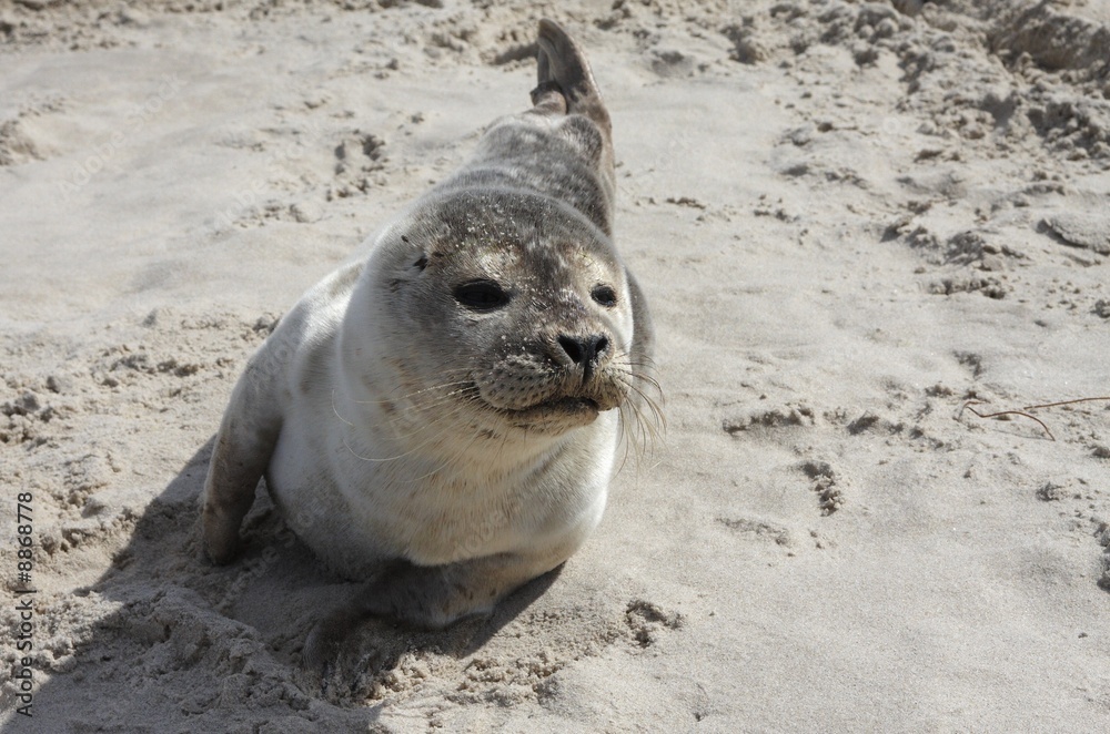 Naklejka premium Seal in the sand
