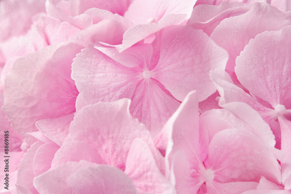Pink hydrangea Pink hydrangea