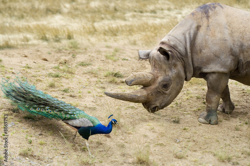 Canvastavla peacock aggravating rhino