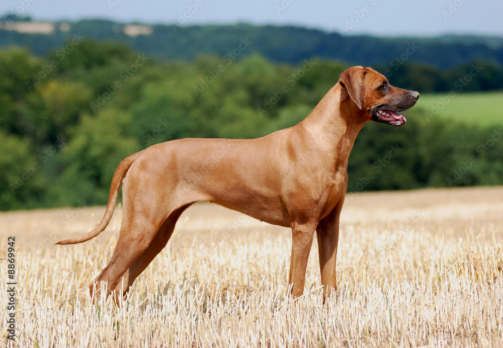 Rhodesian Ridgeback Hündin Stock Photo | Adobe Stock