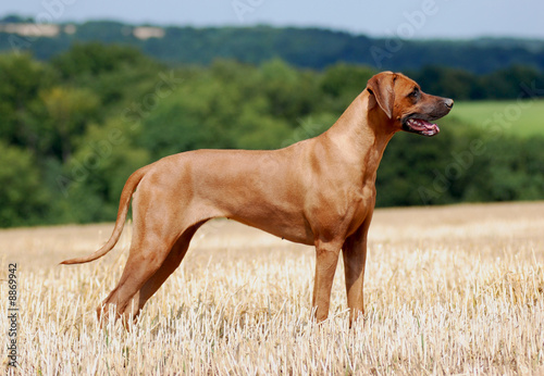 Fotografija Rhodesian Ridgeback Hündin