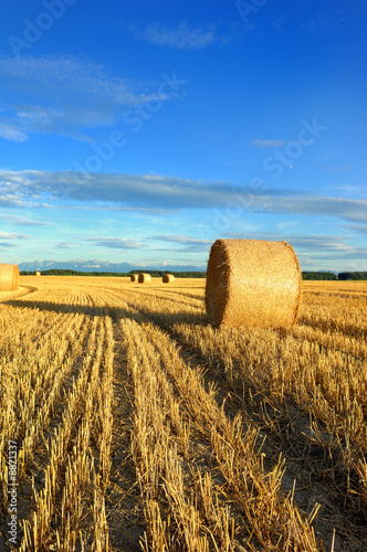 Champ de blé et bottes de paille
