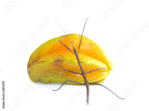 Stick and Star ROLL