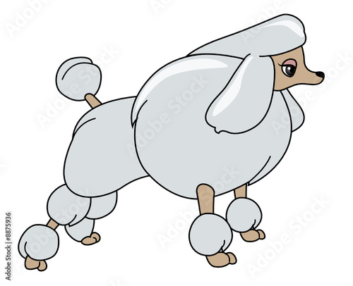 Poodle