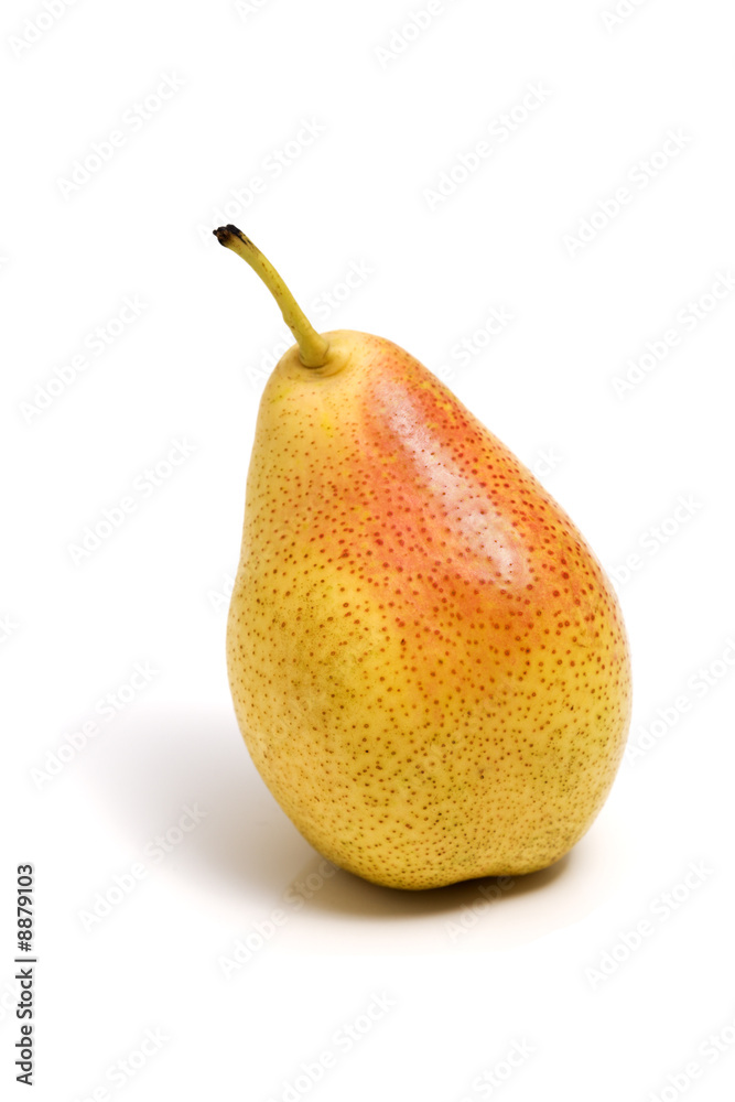 single pear of species single pear of species