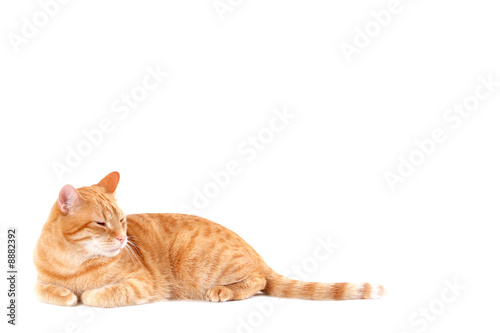 Fototapeta Naklejka Na Ścianę i Meble -  ginger cat