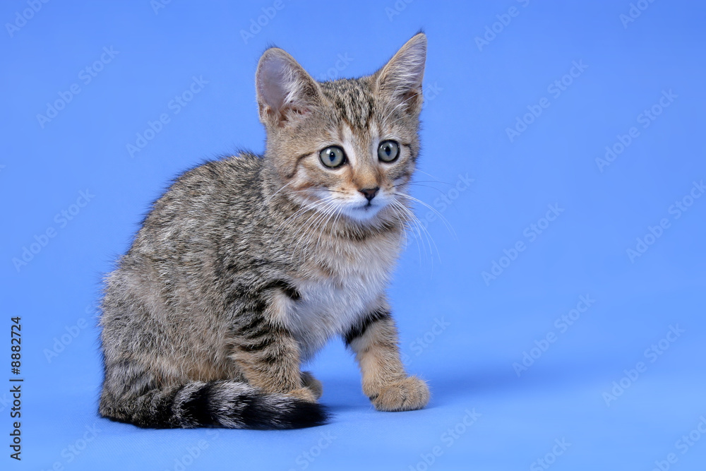 young kitty on the blue background