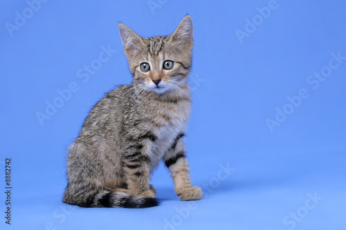 Fototapeta Naklejka Na Ścianę i Meble -  kitty on blue background