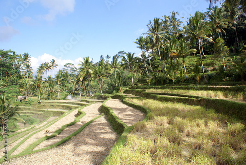 Rice terraces and palm trees near Ubud, bali, indonesia