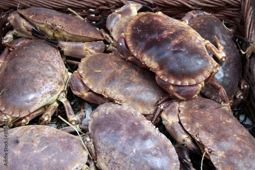 Tourteaux - crabes