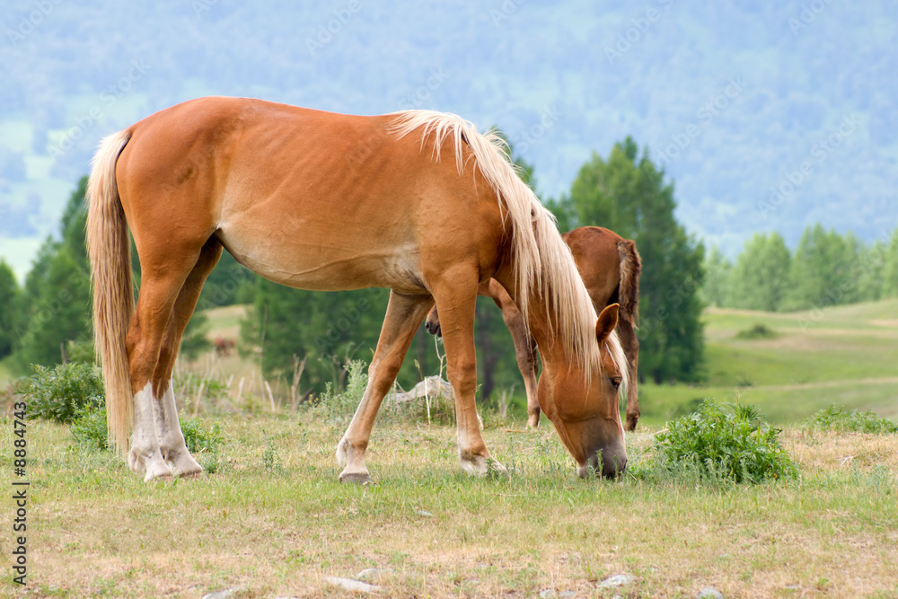 horse is eating on mountains meadow horse is eating on mountains meadow