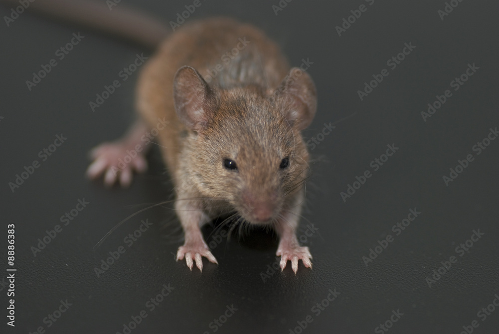 souris effrayée souris effrayée