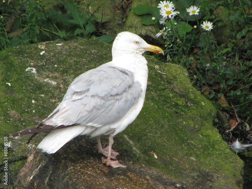 goeland
