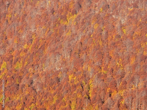 Bosco appenninico in autunno