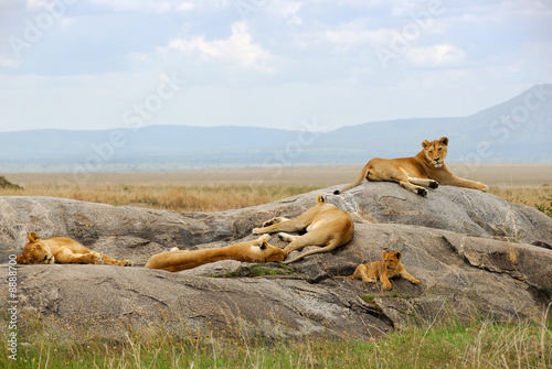 Pride of lions