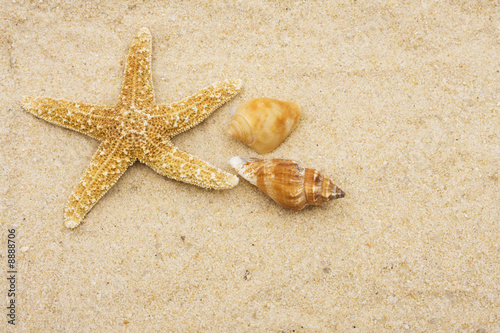 Starfish with two conch shells on sand. starfish