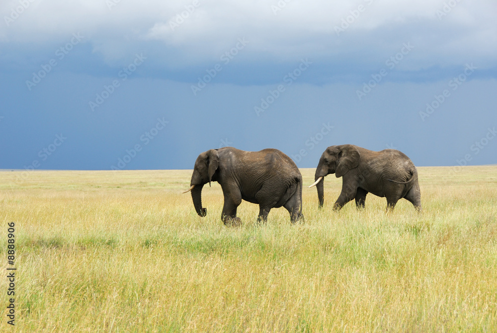 Fototapeta premium Two elephants running in savannah