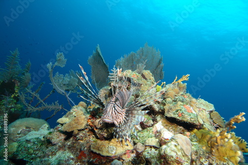 Common Lionfish in the Bahamas