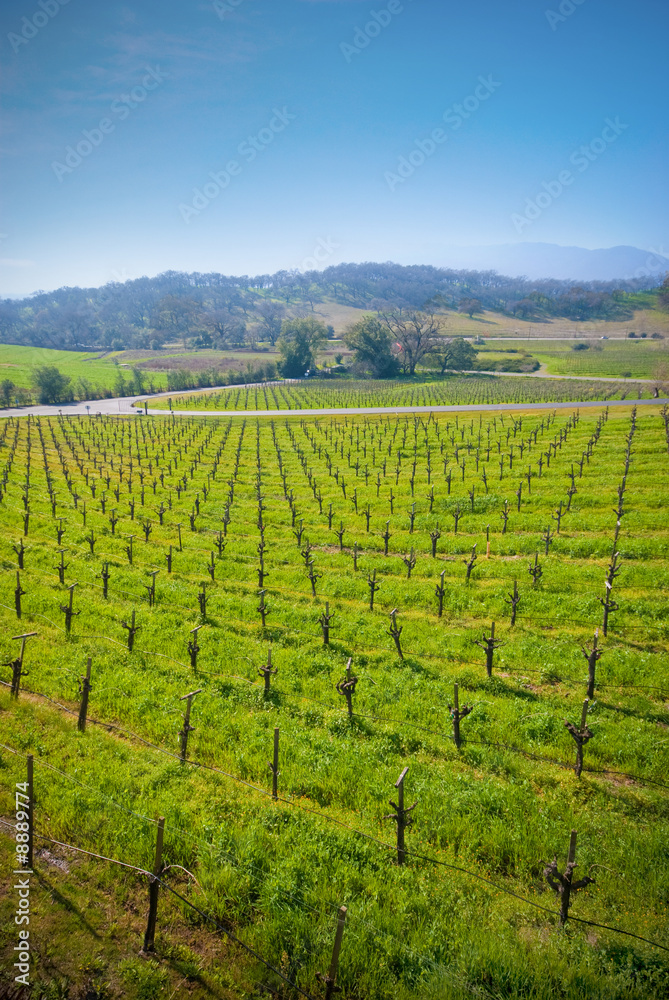 vineyard in Sonoma, California.