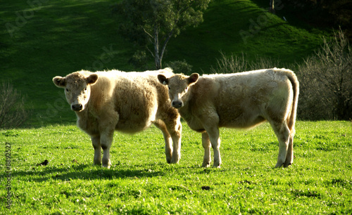 2 cows standing in a pasture