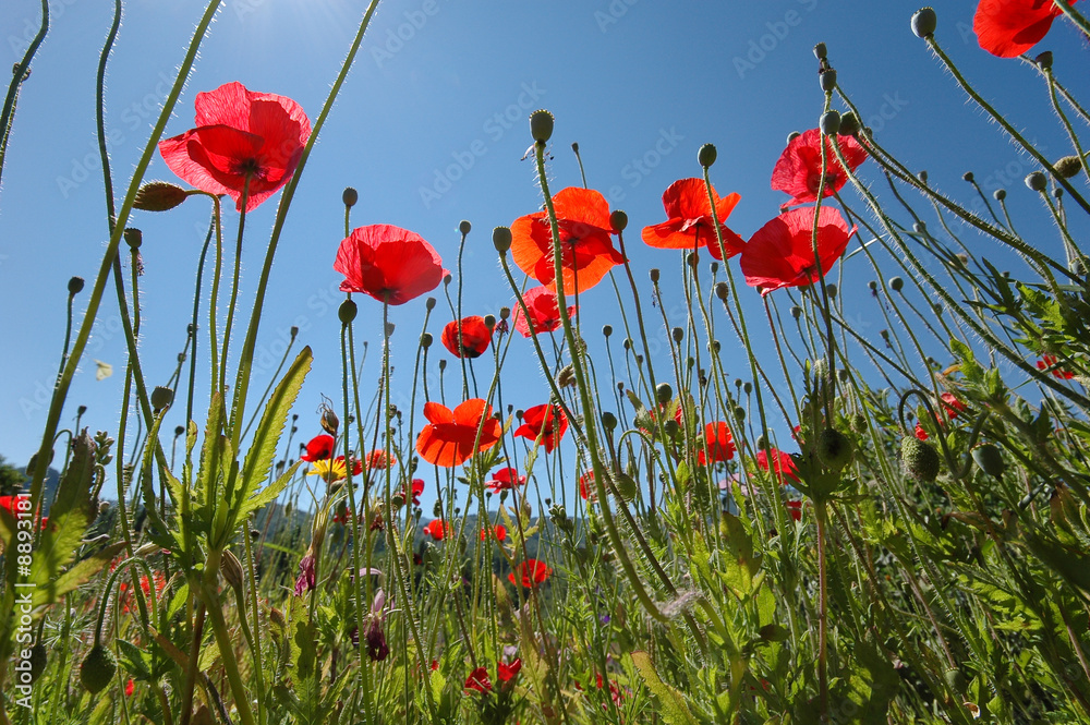 Obraz premium coquelicots dans les champs