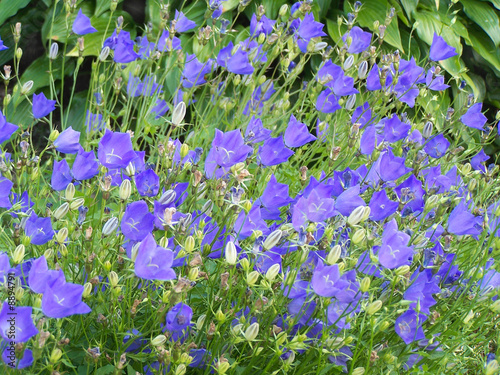 Close up of the campanula summer blossoms.