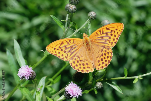 Silver-washed fritillary (Argynnis paphia) butterfly