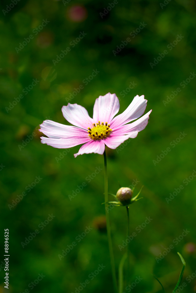 rose flower chamomile on background a green grass