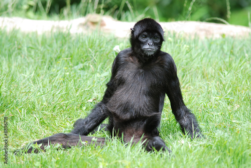 Singe