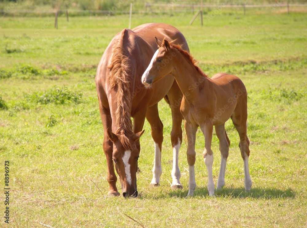 Fototapeta premium A horse with a foal