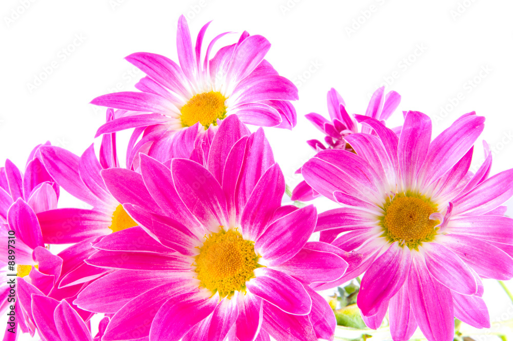 spring flower. Camomiles