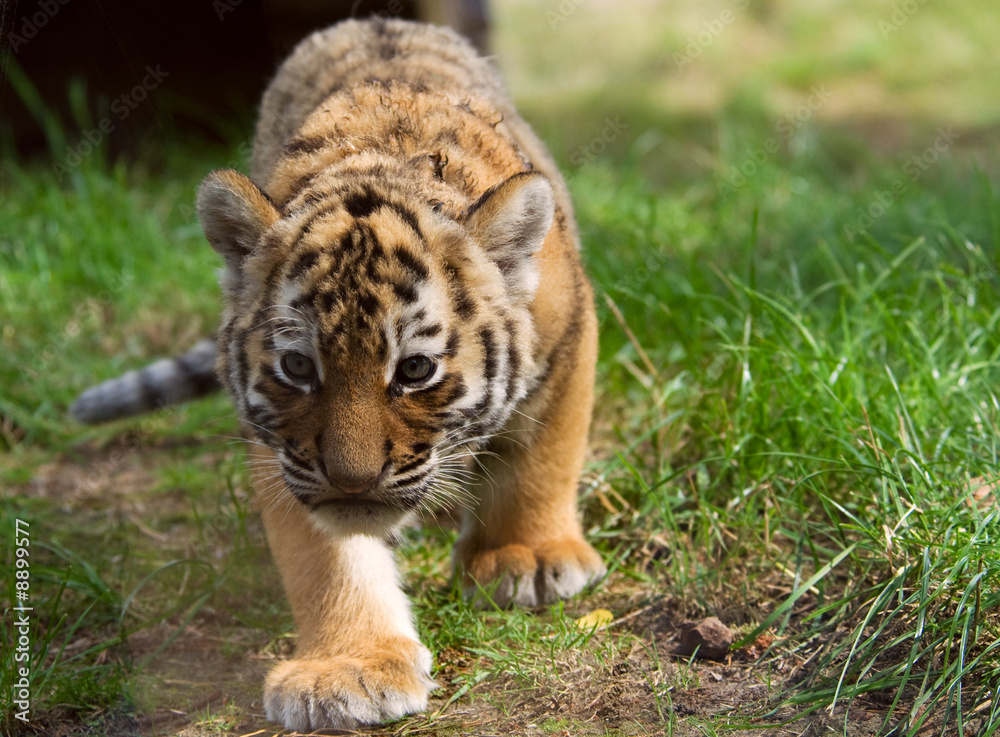 Fototapeta premium cute siberian tiger cub (Tiger Panthera tigris altaica)