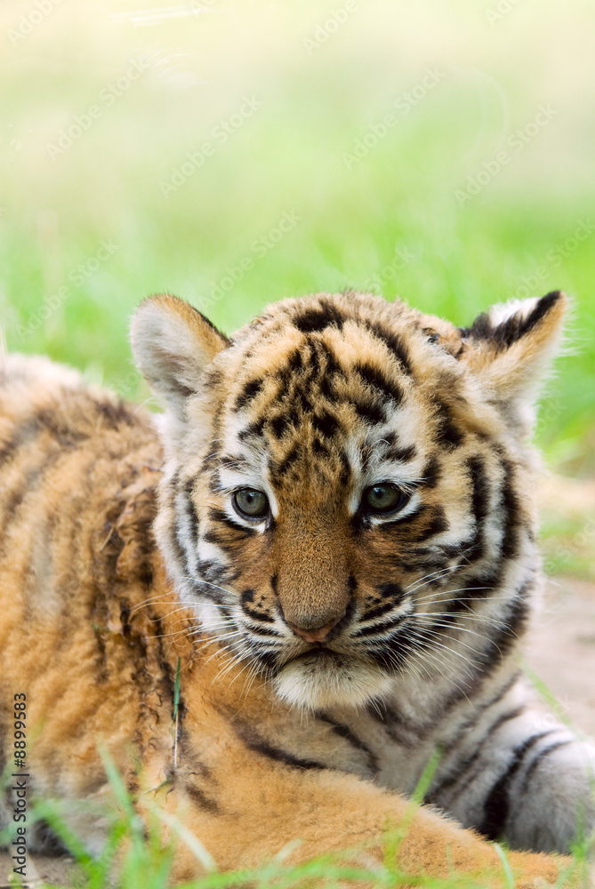 Fototapeta premium cute siberian tiger cub (Tiger Panthera tigris altaica)
